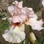Iris - Vilkdalgis - Sky Blue Pink